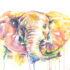 Elephant Watercolor Painting Print