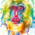 Mandrill Watercolor Painting Print