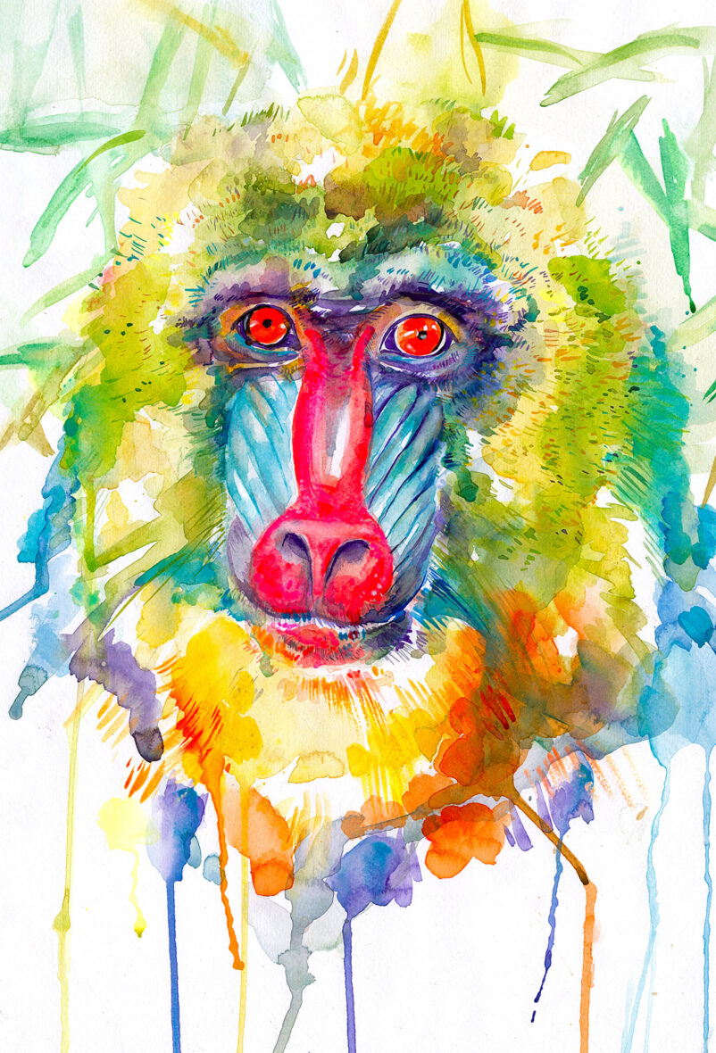 Mandrill Watercolor Painting Print